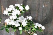 以六月雪怎么生根（探秘六月雪生根的技巧与方法）