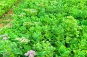 浅谈景天植物的特点及应用（探究景天属于哪类植物及其养护方法）