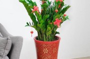 盛放之美——大叶观赏植物（探秘大叶观赏植物的种类、特点与养护）