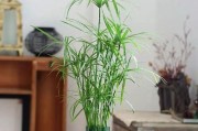 在家种竹子，走进绿色生活（打造属于自己的竹林世界）
