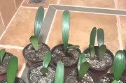 从君子兰籽到花朵的奇幻转变（探秘君子兰种植的种子与花开的奥秘）