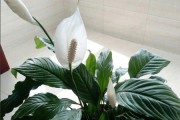 白掌叶子有毒吗？——了解这种常见的室内植物真相（白掌叶子的毒性、使用注意事项、室内种植技巧）