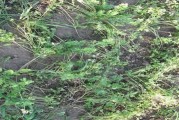 香菜病虫害防治技术与方法措施（科学种植，有效防治，保障收成）