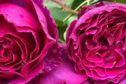 芳香花园的魅力（探索藤本和灌木植物的世界）