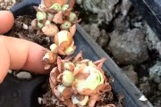 休眠的山地玫瑰移盆技巧（打造美丽花园的关键步骤，掌握这个技巧让你的山地玫瑰绽放更美）