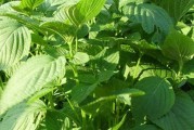 苏子——一种珍贵的药用植物（从产地到功效，探秘苏子之谜）
