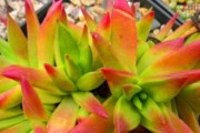 红色、绿色相间的小生命，如何呵护成盛景（红色、绿色相间的小生命，如何呵护成盛景）