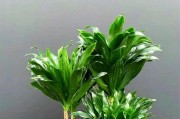 太阳神水培的养殖技巧（探索植物的无土种植新趋势）
