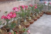 沙漠玫瑰的种植技巧（土壤配制、生长条件和注意事项）