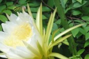 剑花：解毒利尿，净化血液的神奇花卉