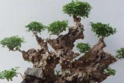 黄荆的养殖方法及养护要点（家庭养殖黄荆，快速上手！）
