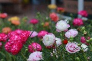 非洲菊水浇多了如何解决（养护非洲菊的注意事项与方法）