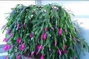 三角花的家庭养法（打造美丽生活的必备花卉）