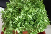 幸运草的室内种植技巧（适合在家里种的绿色植物）