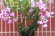 石斛茎杆发黑黄叶（保持石斛健康的关键，从叶片着手）