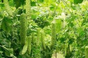 苦瓜的生长环境与栽种要点（了解苦瓜生长地点和环境，让你丰收不愁）