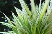 樱花——喜阳还是喜阴？