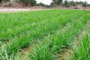 韭菜种植的最佳时机（掌握韭菜的生长规律，合适时节丰收好收成）