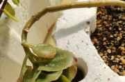 千佛手是否适合在冬天种植？（冬天能否种植千佛手？千佛手冬季养护注意事项）