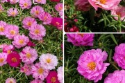 太阳花不开花怎么办？——常见原因和解决方法