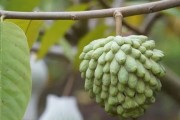 释迦果成熟季节（探寻佛教圣地泰国的释迦果之谜）