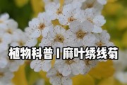 如何修剪麻叶绣线菊以增加明年的花朵数量（掌握修剪技巧，让麻叶绣线菊绽放更美丽的花海）