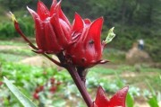 洛神花开花时间分析