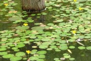 探秘浮萍的生长特点（了解浮萍的形态、繁殖方式和生态功能）