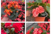 丽格海棠的开花时间和开花次数（探究丽格海棠的花期和生长特点，了解其美丽的花朵和优美的风姿）