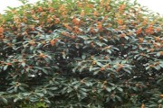 探秘中国文化的象征——桂花树（桂花树的特点、生长环境与文化意义）