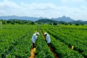 尖椒种植最佳时间详解（掌握最佳种植时间，尝尽尖椒美味）