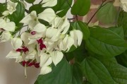 解决以龙吐珠导致落叶枯萎的问题（保护植物健康的关键措施）