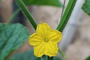 西瓜是单性花吗？