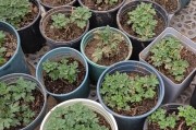 如何科学浇水，让菊花盛开？