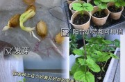 苹果种子发芽全过程（从种子到幼苗，一步一步看苹果发芽）