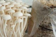 金针菇生长条件及特点（揭秘金针菇的生长环境与培育技巧）