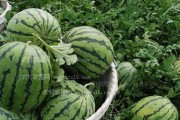 西瓜种植全程指南（8424西瓜的最佳种植时间和种植方法）
