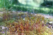 苔藓的生长环境与条件（探究苔藓的生长之道）