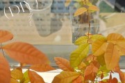 龙眼水培养殖方法与注意事项（掌握水培技巧，种植高产龙眼）