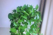 如何养护家里的绿萝，让其更加旺盛生长（绿萝养护全攻略，轻松打造绿意盎然的家居环境）