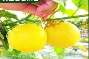百香果的浇水方法（春夏秋冬，不同季节的水分需求）