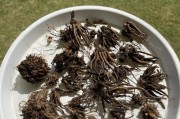 花毛茛种球保存技巧（宝贵的遗传基因，如何妥善保存？）