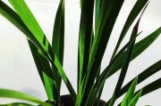 如何养护植物沙漠玫瑰？（打造干燥环境下的瑰丽花海）