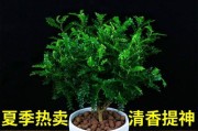 自然驱蚊，植物担当（15种常见驱蚊植物及使用方法）