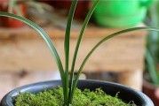 饼肥水适合兰花吗？（探讨饼肥水对兰花生长的影响及使用技巧）