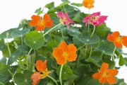 旱金莲的花期（了解旱金莲的开花时间及特点）