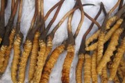 探秘虫草的外观特征（揭秘虫草的形态结构与生长习性）