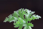 驱蚊草的花期是什么时候？（了解驱蚊草的花期，让你远离蚊虫叮咬）