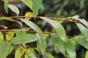 芳香木的养殖技巧（从选择品种到合理管理，助你成功种植芳香木）
