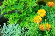 驱蚊植物大全（告别蚊虫侵扰，用植物保护你的夏日健康）